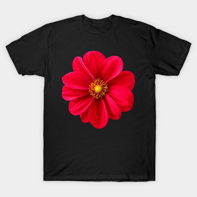 Red Dahlia T-Shirt by k&f